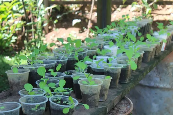Nursery shed from a backyard farm visited in Honiara on 30 July 2020.