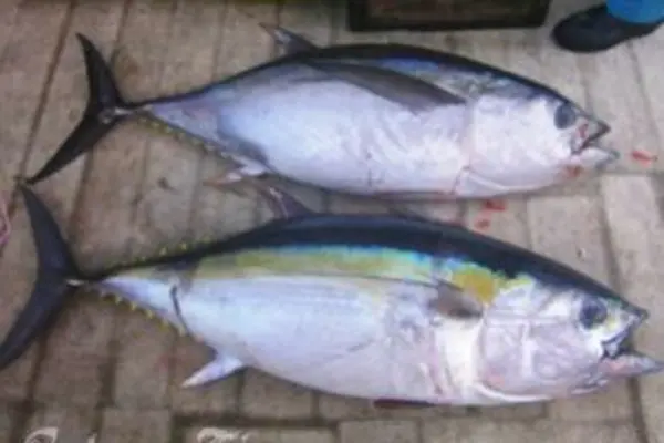 The tuna industry generates close to USD$4 Billion dollars annually, less than 6% of this returns to the Pacific Island economies, mostly in the form of access fees.
