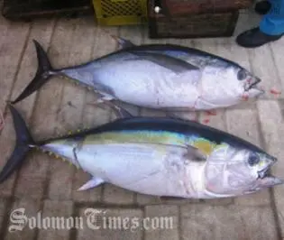 The tuna industry generates close to USD$4 Billion dollars annually, less than 6% of this returns to the Pacific Island economies, mostly in the form of access fees.