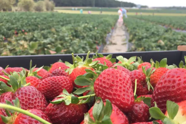 The Seasonal Worker Programme is seen by many locals as an opportunity to work in Australia - particularly in the agriculture sector.
