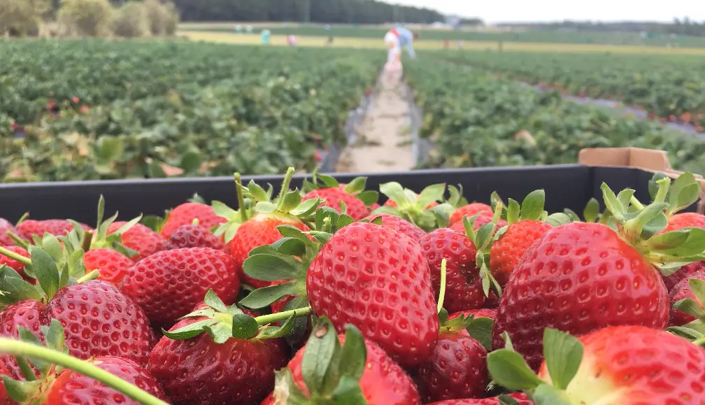 The Seasonal Worker Programme is seen by many locals as an opportunity to work in Australia - particularly in the agriculture sector.