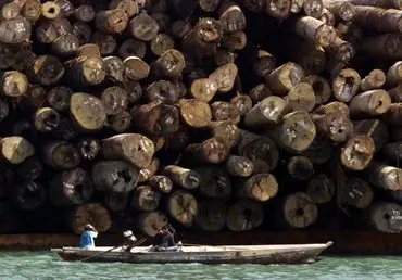 For decades, logging has played a central role for the economy of the Solomon Islands and with the recent serious effects of logging, the Government is now putting harsher measures.