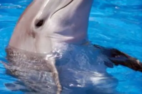 It also found that as dolphin populations in the region do not intermingle, individual populations should be managed separately.