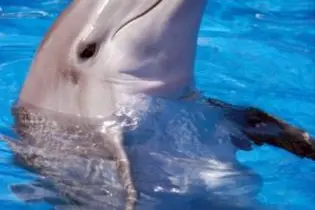 It also found that as dolphin populations in the region do not intermingle, individual populations should be managed separately.
