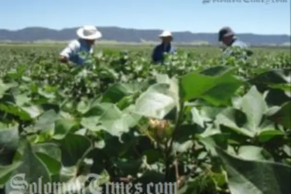 The recruiting agents can begin recruiting locals to work as seasonal labourers for farms in Australia.