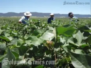 The recruiting agents can begin recruiting locals to work as seasonal labourers for farms in Australia.