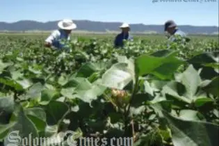 The recruiting agents can begin recruiting locals to work as seasonal labourers for farms in Australia.