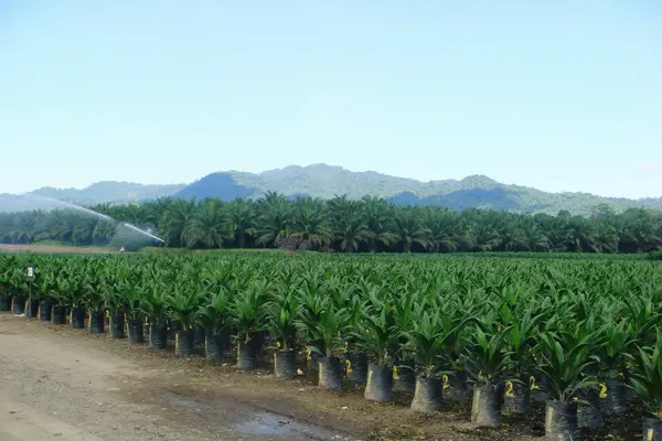 A good example of how such development projects can deliver both development and community benefits is the growth of palm oil plantations in Guadalcanal.