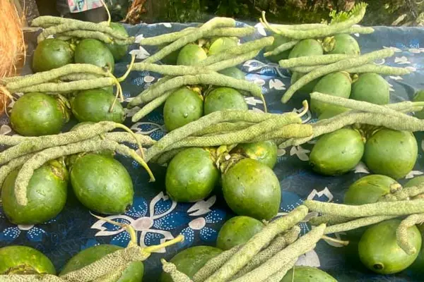 Initial reports said that the deceased climbed a tree to collect fruit leaf (korokua) for chewing betel nut when he fell.
