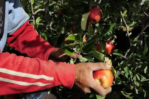 The Solomon Islands Government express the need to improve Solomon Islands participation in the Australian Seasonal Workers Programs which has declined since joining the scheme in 2012