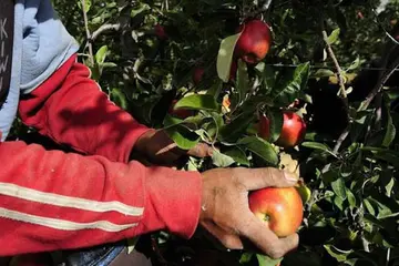 The Solomon Islands Government express the need to improve Solomon Islands participation in the Australian Seasonal Workers Programs which has declined since joining the scheme in 2012