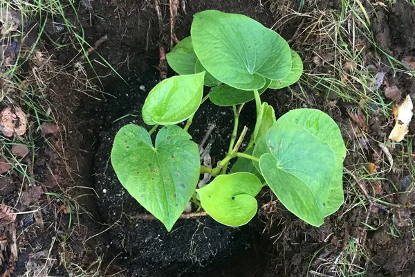 Demonstrations covered sessions on site and soil section, stalk selection, nursey, transplanting, mulching, pest and disease control, management practices, harvesting, cleaning, washing, chipping and drying.