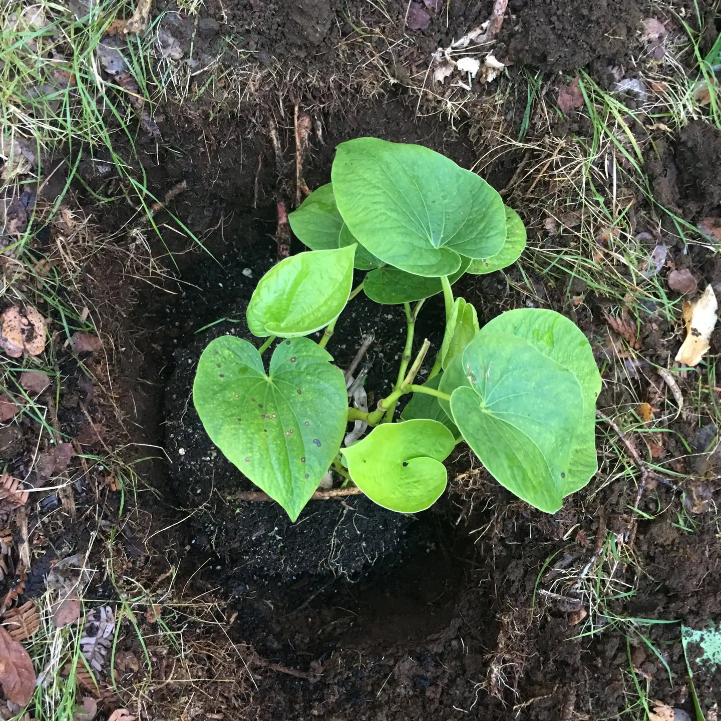 Demonstrations covered sessions on site and soil section, stalk selection, nursey, transplanting, mulching, pest and disease control, management practices, harvesting, cleaning, washing, chipping and drying.
