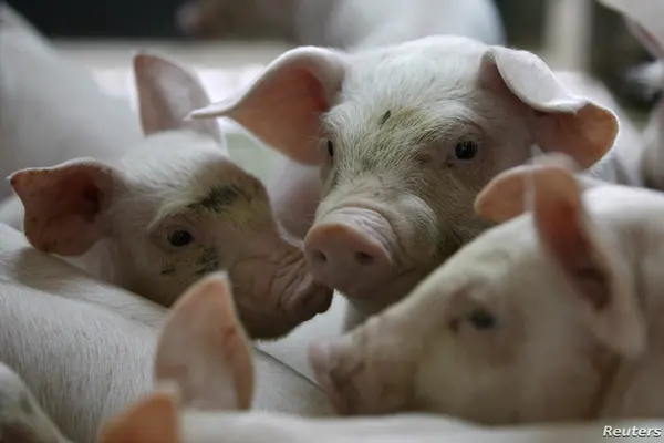 "The virus is not transmissible from animals to humans, meaning there is no direct impact on human health, so there is no need to panic just yet," the World Organisation for Animal Health said.