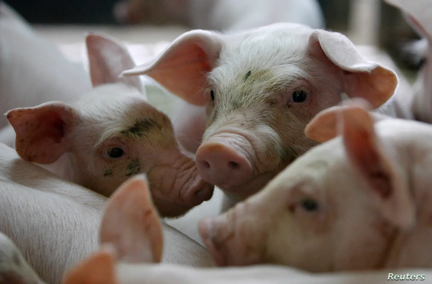 "The virus is not transmissible from animals to humans, meaning there is no direct impact on human health, so there is no need to panic just yet," the World Organisation for Animal Health said.