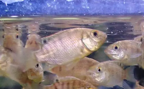 To determine if fish farming could help improve household food and nutrition security, the ACIAR-funded Developing Inland Aquaculture in Solomon Islands project conducted participatory action research, which involved farmers as researchers themselves.