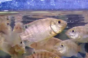 To determine if fish farming could help improve household food and nutrition security, the ACIAR-funded Developing Inland Aquaculture in Solomon Islands project conducted participatory action research, which involved farmers as researchers themselves.