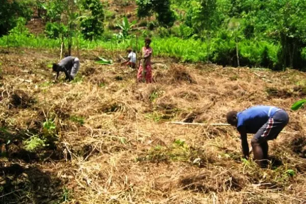 On the Weather Coast, KGA is collaborating with local farmer support groups to increase crop diversity, introduce climate resistant crops and promote contour farming, which involves tilling land along lines of consistent elevation on hill slopes to reduce the speed of rainwater run-off and prevent soil erosion.