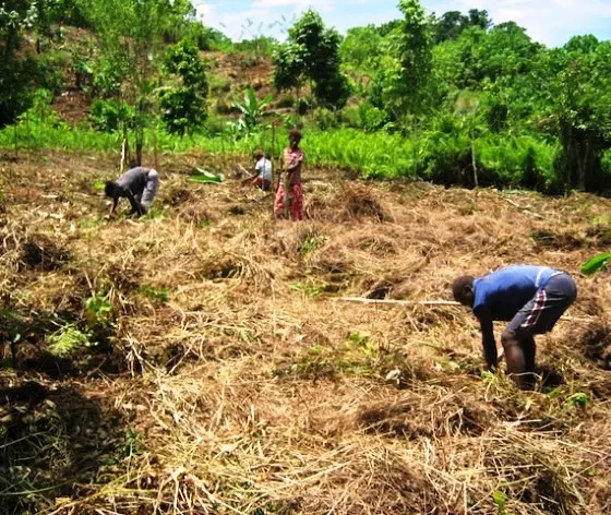 On the Weather Coast, KGA is collaborating with local farmer support groups to increase crop diversity, introduce climate resistant crops and promote contour farming, which involves tilling land along lines of consistent elevation on hill slopes to reduce the speed of rainwater run-off and prevent soil erosion.