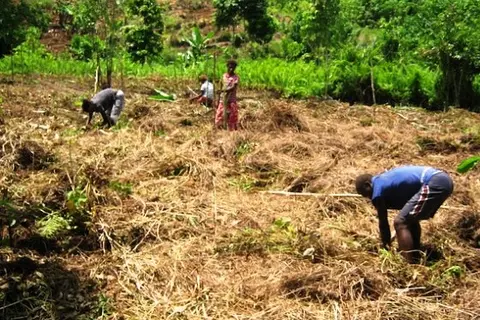 On the Weather Coast, KGA is collaborating with local farmer support groups to increase crop diversity, introduce climate resistant crops and promote contour farming, which involves tilling land along lines of consistent elevation on hill slopes to reduce the speed of rainwater run-off and prevent soil erosion.