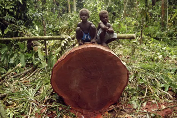 Logging in the Solomon Islands has been running at   more than the sustainable rate.