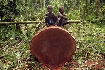 Logging in the Solomon Islands has been running at   more than the sustainable rate.