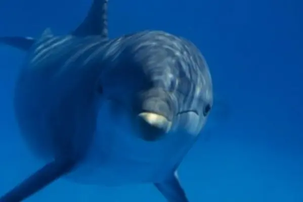 Exporting live dolphins used to be allowed in the Solomon Islands, but after international outrage, the Government banned the practice.