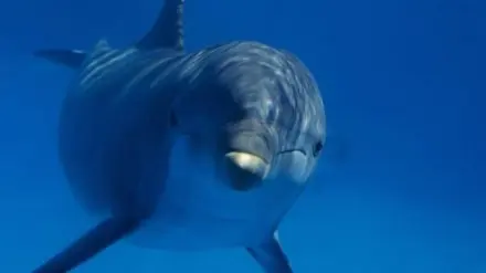 Exporting live dolphins used to be allowed in the Solomon Islands, but after international outrage, the Government banned the practice.