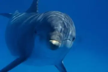 Exporting live dolphins used to be allowed in the Solomon Islands, but after international outrage, the Government banned the practice.