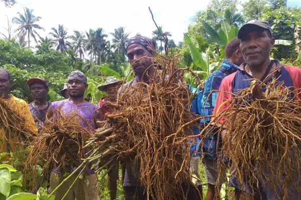 He says that in 2018 kava production on Guadalcanal was 1.2 metric tonnes, compare that to other provinces like Isabel which recorded 12 metric tonnes during the same period.