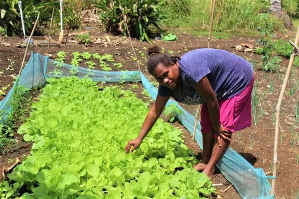 Annette Kaora in her sup-sup garden nursery at Barana Community.