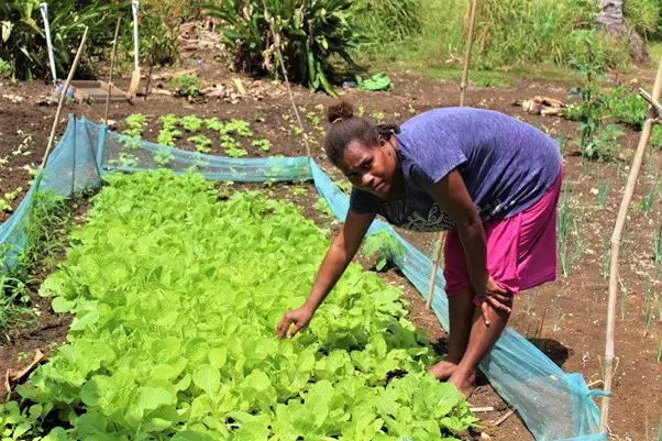 Annette Kaora in her sup-sup garden nursery at Barana Community.