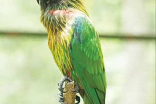 Between 2000 and 2010, more than 54,000 birds, mainly parrots and cockatoos, were imported from the Solomon Islands and declared as captive bred.