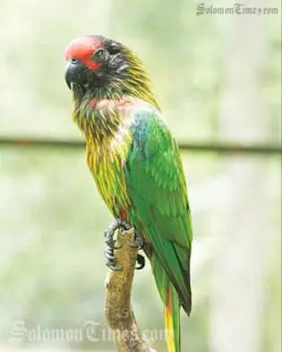 Between 2000 and 2010, more than 54,000 birds, mainly parrots and cockatoos, were imported from the Solomon Islands and declared as captive bred.