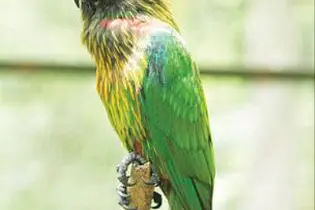 Between 2000 and 2010, more than 54,000 birds, mainly parrots and cockatoos, were imported from the Solomon Islands and declared as captive bred.