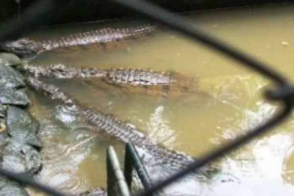 The numbers of crocodiles in Solomon Islands started to increase after the trade in crocodile skin was banned in the early 1980's.