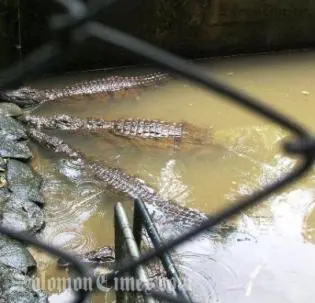 The numbers of crocodiles in Solomon Islands started to increase after the trade in crocodile skin was banned in the early 1980's.
