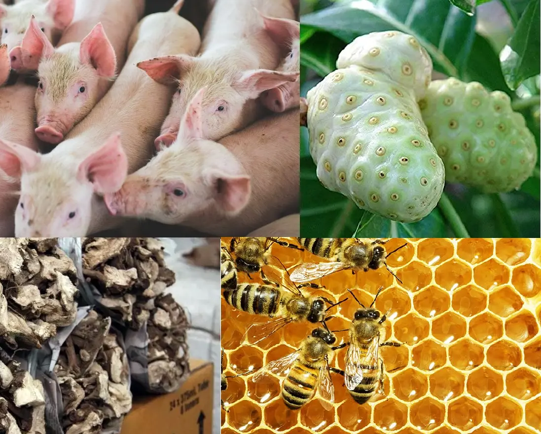 Approvals for milling, furniture, crops and vegetable farming is expected to be completed this week.