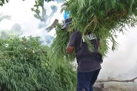 Marijuana Bust in North East Guadalcanal