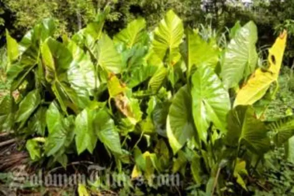 Swampy taro is the staple crop of the small atoll islands which are being affected by salt water intrusion as a result of climate change.