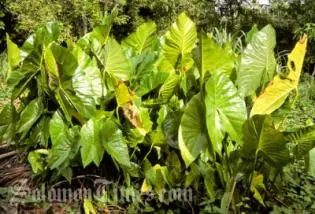 Swampy taro is the staple crop of the small atoll islands which are being affected by salt water intrusion as a result of climate change.