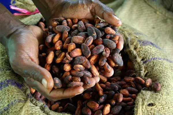 Despite such fluctuations the worldwide appetite for chocolate is expected to increase cocoa demand by 30% in 2020.