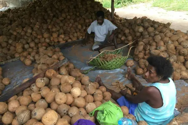 Despite their importance to the national economy and to rural households, there has been little investment in coconut production in recent decades.