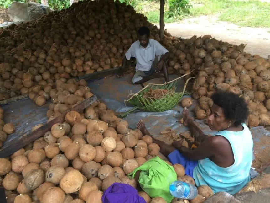 Despite their importance to the national economy and to rural households, there has been little investment in coconut production in recent decades.
