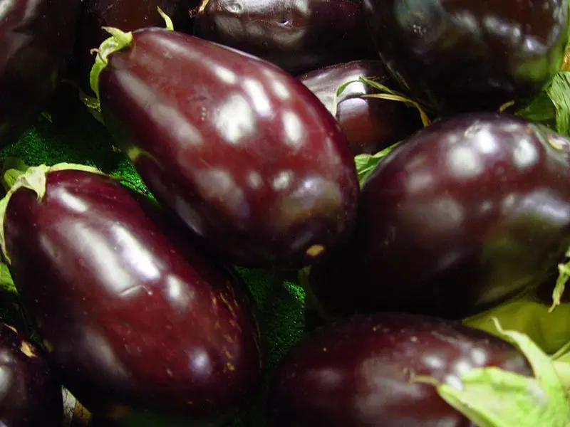 Eggplants, like many other vegetables, are good sources of dietary fiber, a necessary element in any balanced diet.