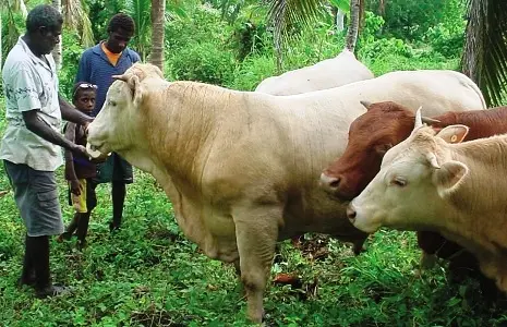 The government of Vanuatu has stated that it will cease the export of live cattle to the Solomon Islands if these animals are killed.