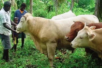 The government of Vanuatu has stated that it will cease the export of live cattle to the Solomon Islands if these animals are killed.