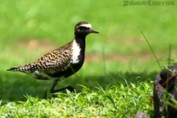 Image of a Golden Plover in Samoa, a migratory bird that travels annually to the Pacific region from Alaska to feed and develop their summer plumage before migrating back home.