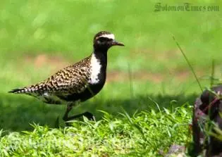 Image of a Golden Plover in Samoa, a migratory bird that travels annually to the Pacific region from Alaska to feed and develop their summer plumage before migrating back home.