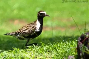 Image of a Golden Plover in Samoa, a migratory bird that travels annually to the Pacific region from Alaska to feed and develop their summer plumage before migrating back home.